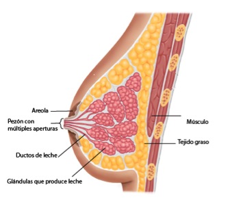Conductos mamarios pecho materno